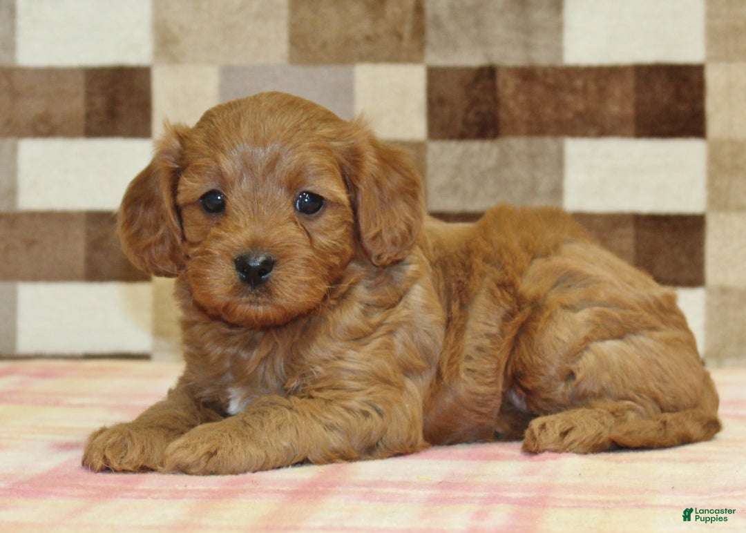 Cavapoo dogs for sale: Fancy - Ad 2