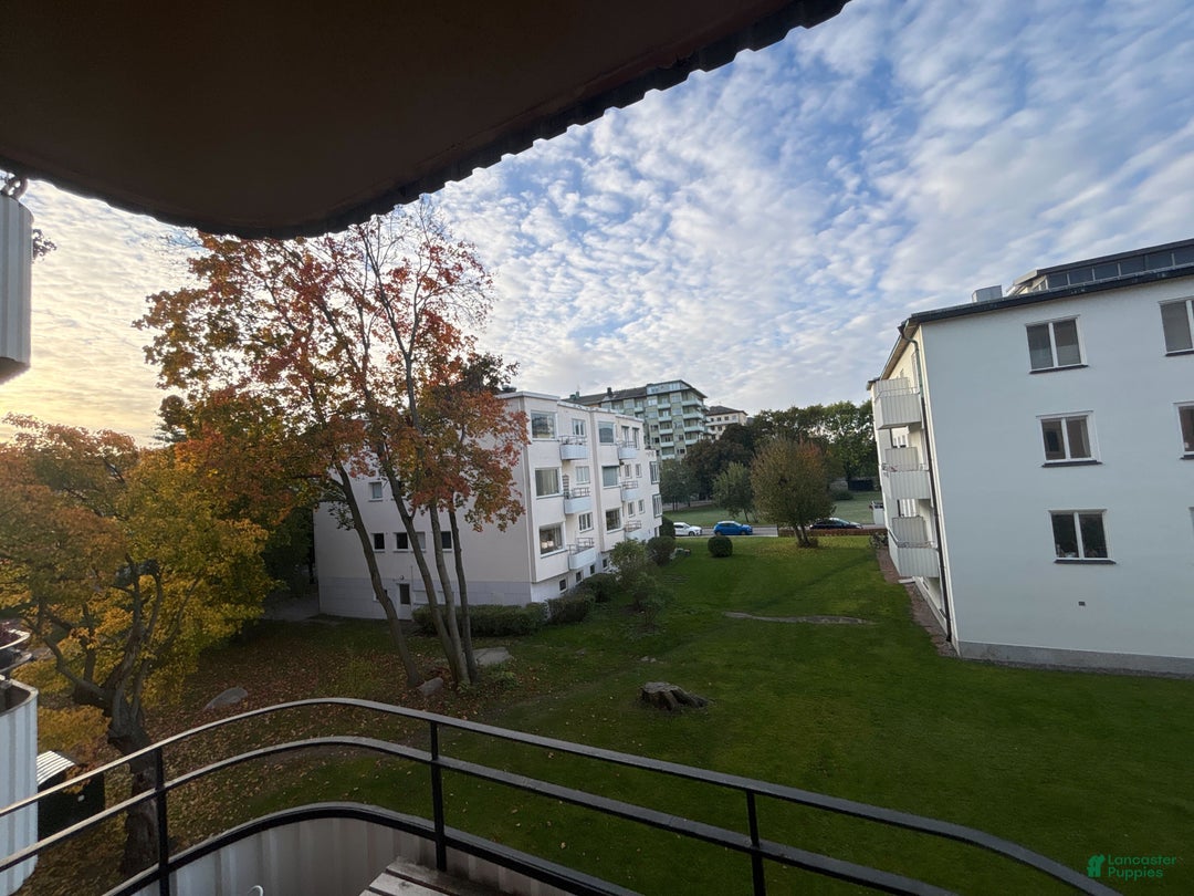 Mini Goldendoodle dogs for sale: Eden - Ad 11