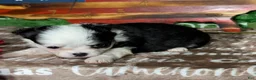 Chihuahua dogs for sale: EllieMay Long Coat  - Ad 6