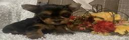Yorkshire Terrier dogs for sale: Lucy - Ad 6