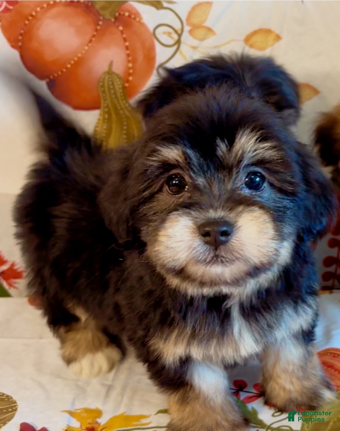 Shorkie dogs Shorkie 1 - Ad 1