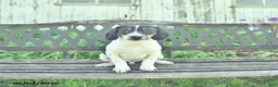 Mixed Breed dogs for sale: Oliver - Ad 5