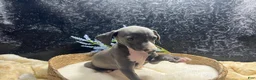 Italian Greyhound dogs for sale: Italian Greyhound 2 - Ad 8