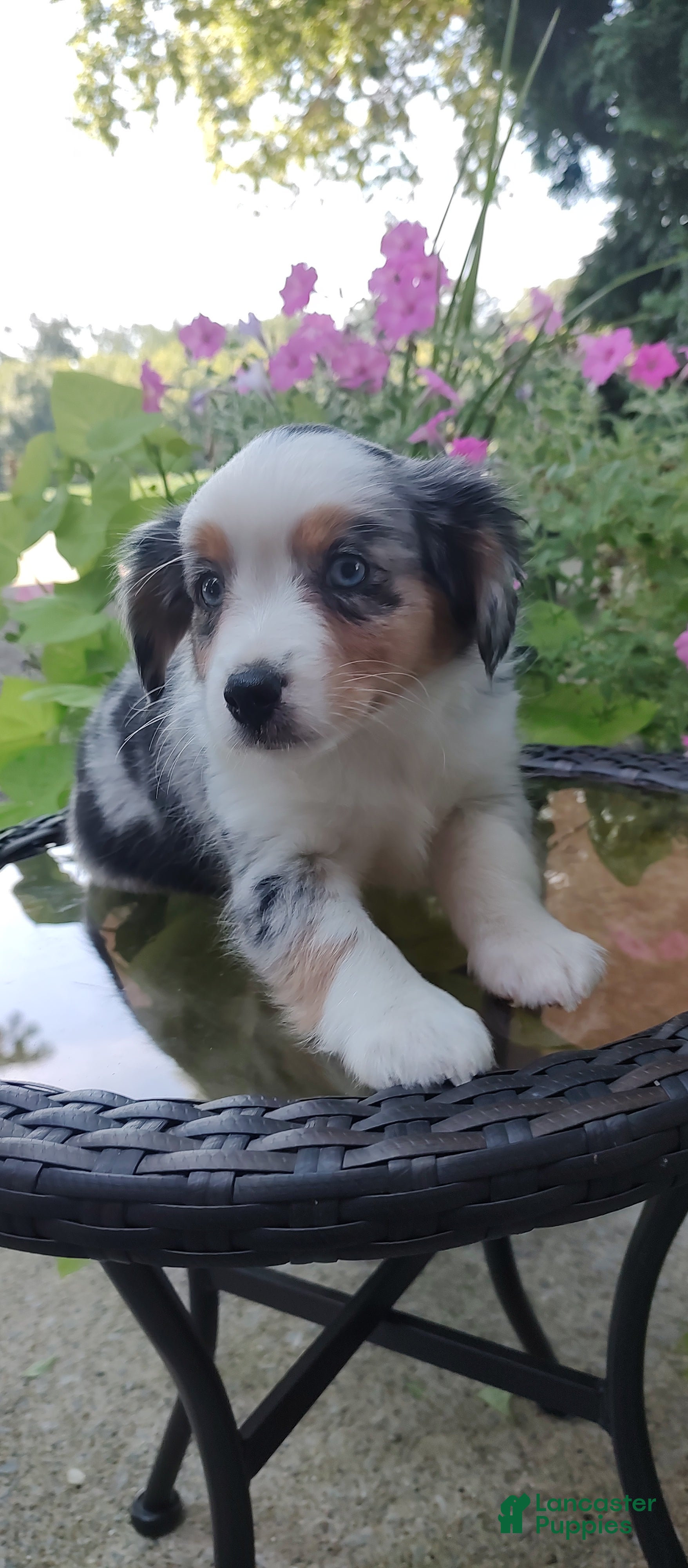 Miniature Australian Shepherd dogs Brenda - Ad 2