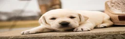 Labrador Retriever dogs for sale: Shenandoah - Ad 3