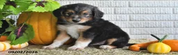 Mixed Breed dogs for sale: Benson - Ad 4