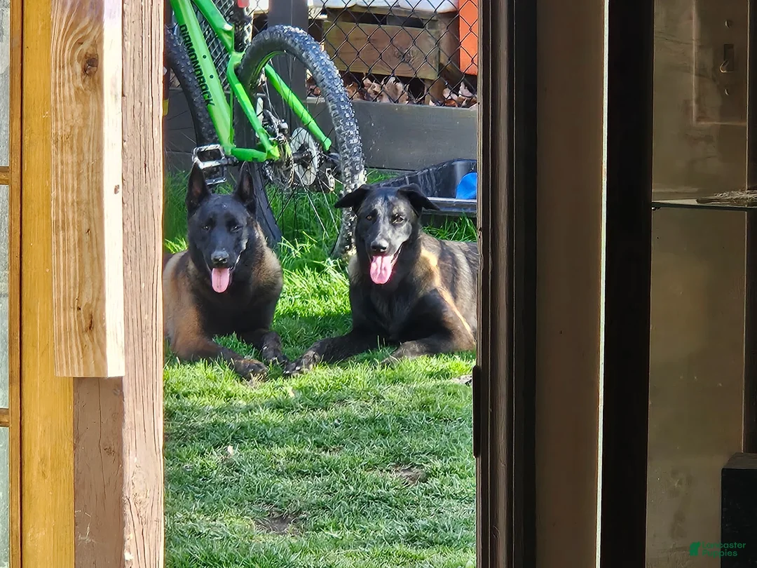 Belgian Malinois dogs for sale: Green Bean - Ad 7