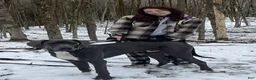 Great Dane dogs for sale: Flora - Ad 7