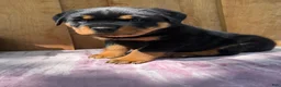 Rottweiler dogs for sale: Bear - Ad 8
