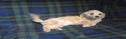 Maltipoo dogs for sale: Chip --- MaltiPoo, in home raised, non-shedding - Ad 5