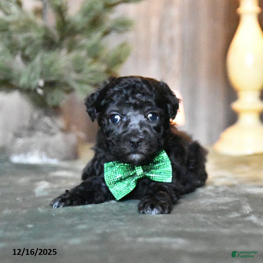 Mini Aussiedoodle dogs for sale: Dinky  - Ad 2