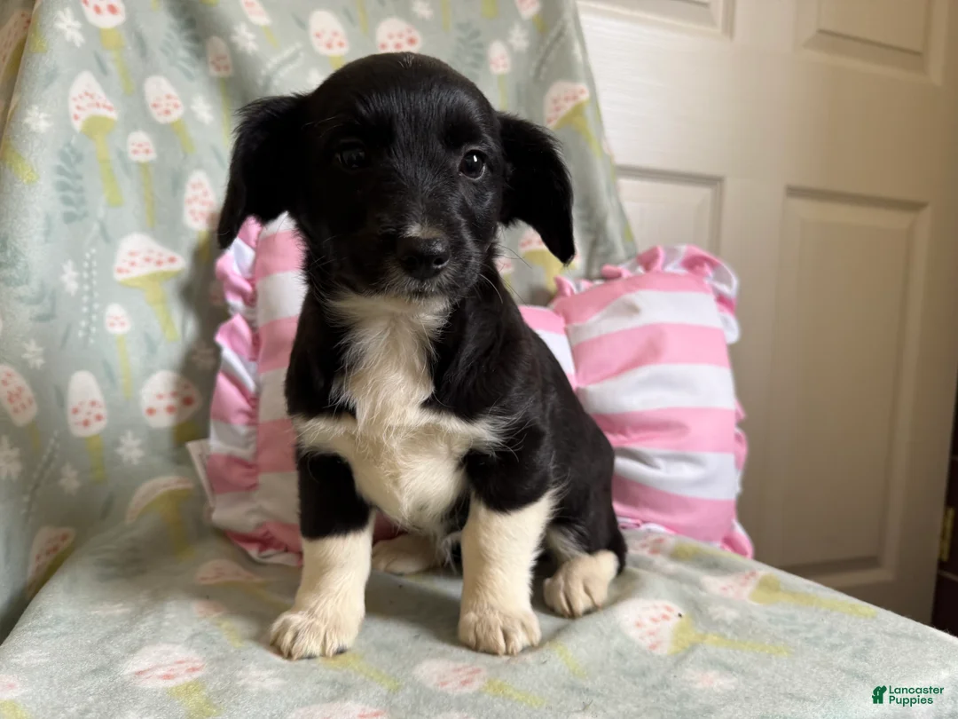 Mixed Breed dogs for sale: Finn - Ad 1