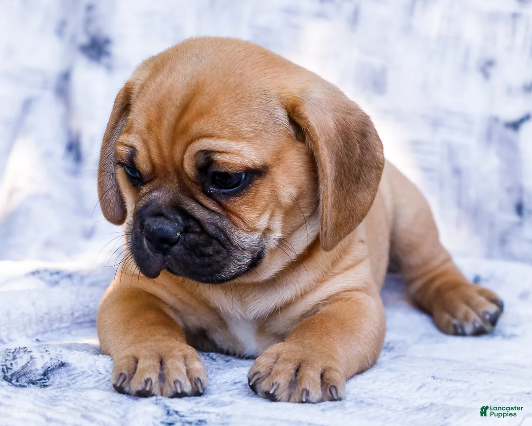 Puggle dogs for sale: Ranger - Ad 2