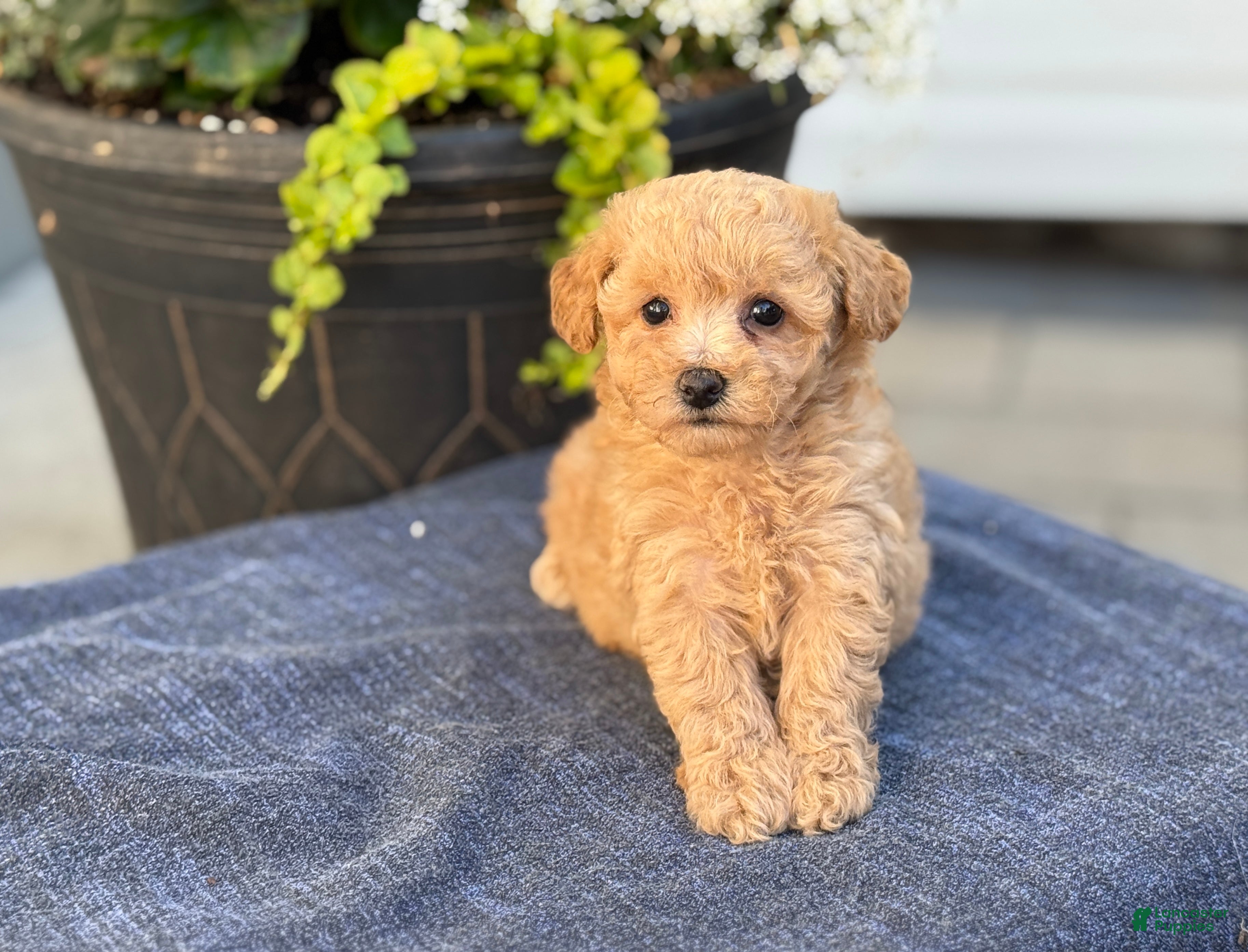 Bichpoo dogs for sale: Flora - Ad 9