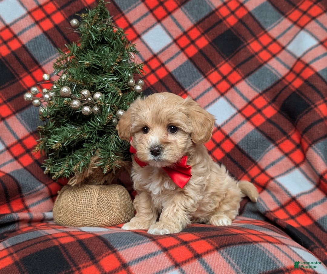 Maltipoo dogs for sale: Zaden 8 lbs Full Grown - Ad 4