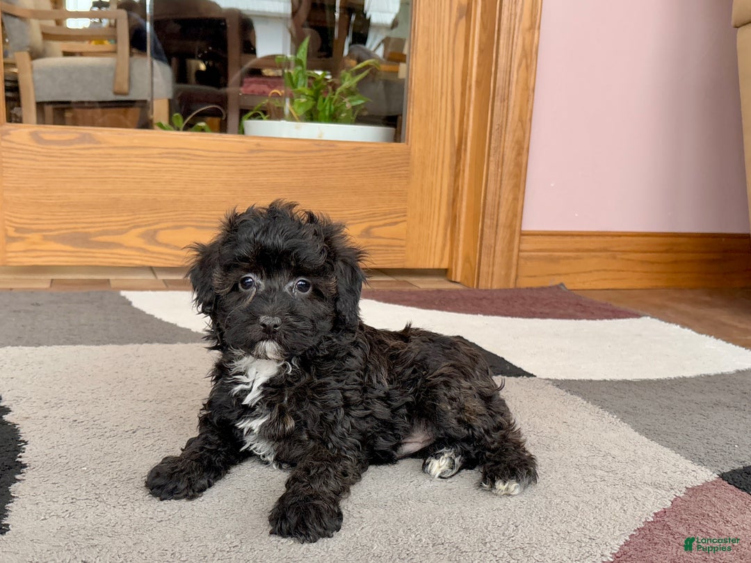 Havapoo dogs for sale: Havapoo pup Larry - Ad 9