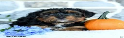 Yochon dogs for sale: Elijah - Ad 5