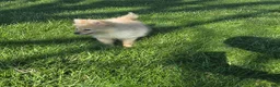 Pomchi dogs for sale: Milo - Ad 2