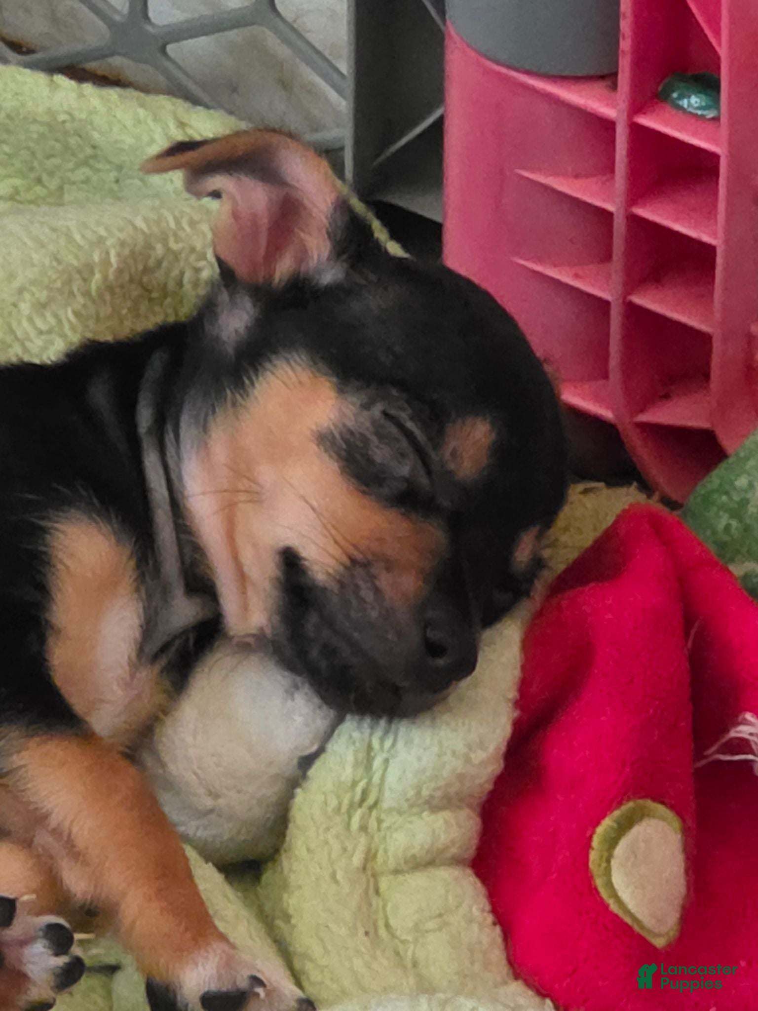 Chihuahua dogs Lil Bette (Chihuahua 4) - Ad 40