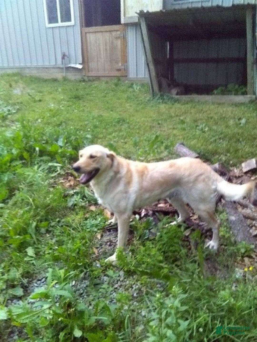 Labradoodle dogs for sale: Snickers - Ad 6