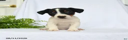 Jack Russell Terrier dogs for sale: Alexander - Ad 3