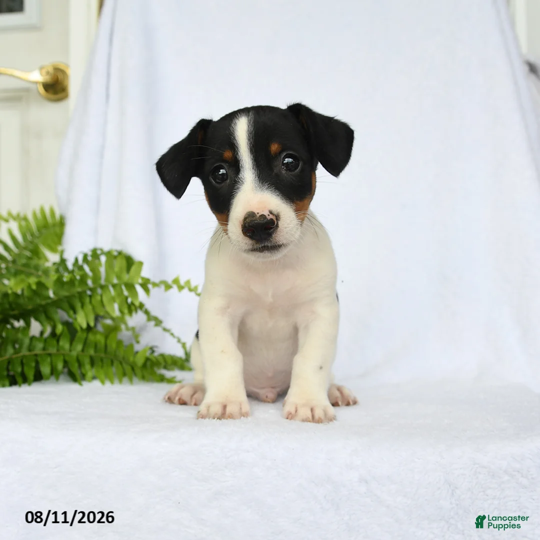 Jack Russell Terrier dogs for sale: Alexander - Ad 3