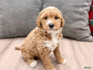 Mini Goldendoodle dogs Jewel - Ad 32