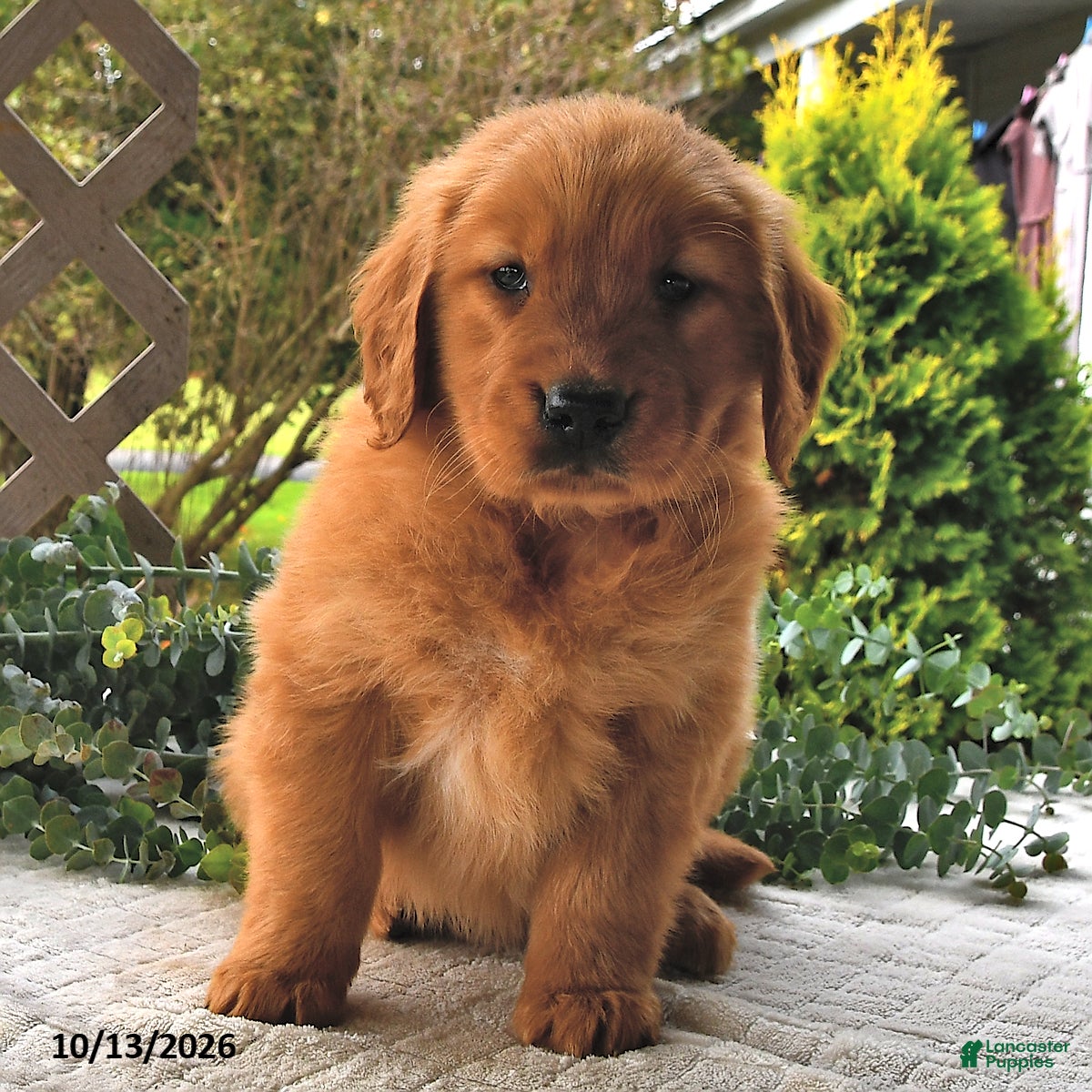 Golden Retriever dogs for sale: Goldie  - Ad 2