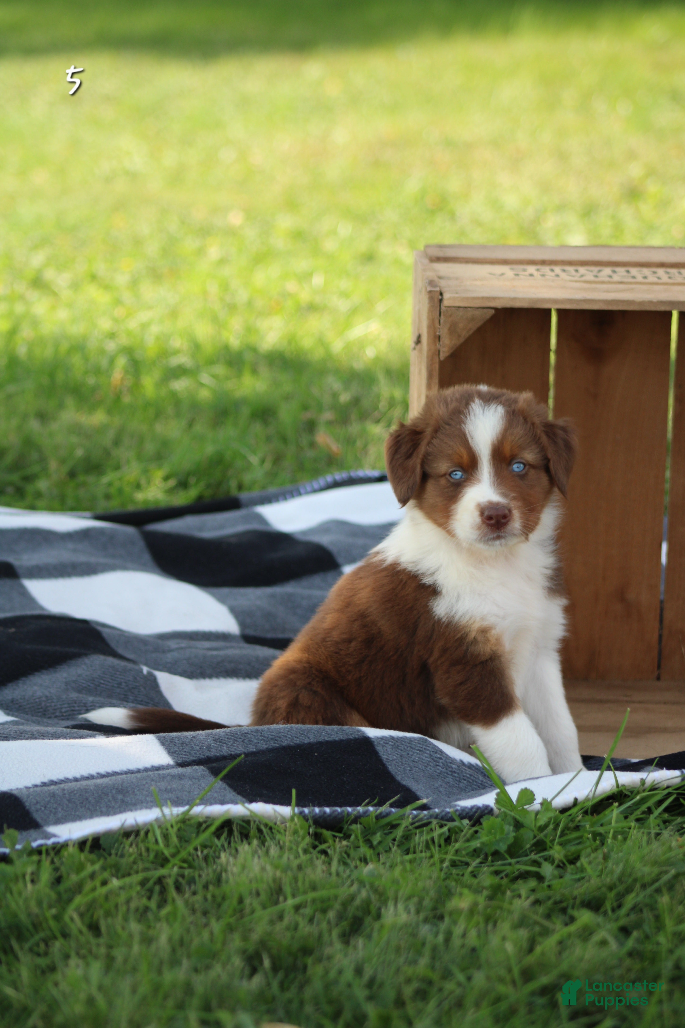 Moat (Australian Shepherd, Male) in Quarryville, PA
