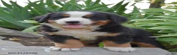 Bernese Mountain Dog dogs for sale: Emmy - Ad 1