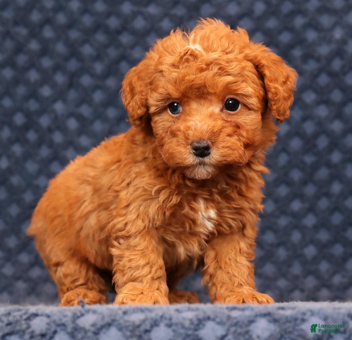 Miniature Poodle dogs Franklin - Ad 33