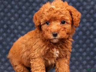 Miniature Poodle dogs Franklin - Ad 33