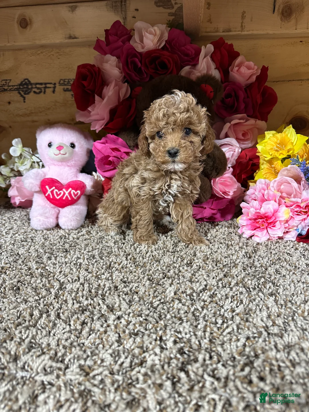 Toy Poodle dogs for sale: Toy Poodle Puppy 4 - Ad 4