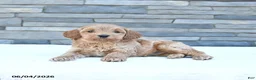 Cockapoo dogs for sale: Rocky - Ad 1