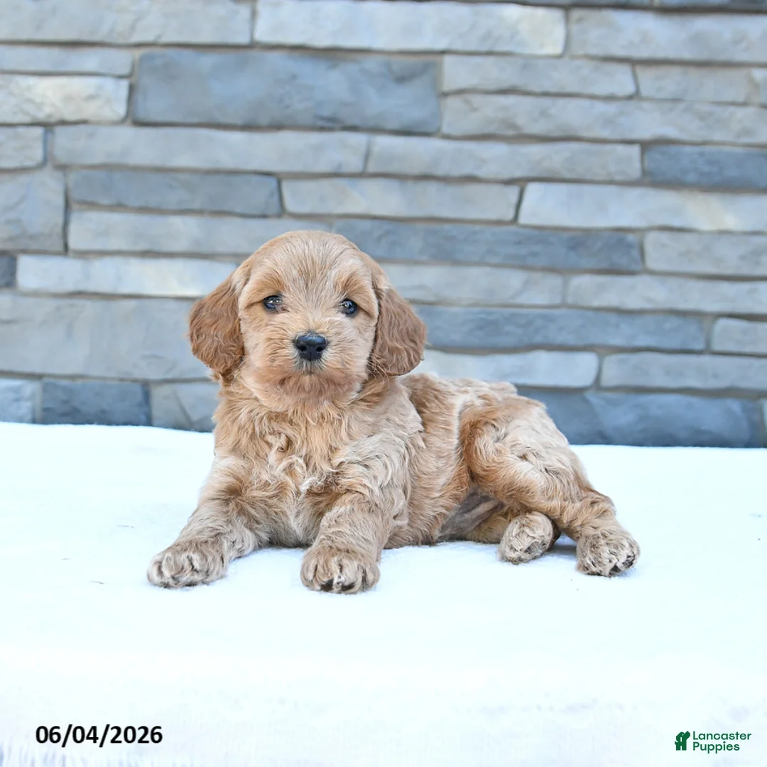 Cockapoo dogs for sale: Rocky - Ad 1