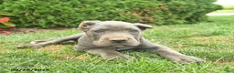 Cane Corso dogs for sale: Lotus  - Ad 5