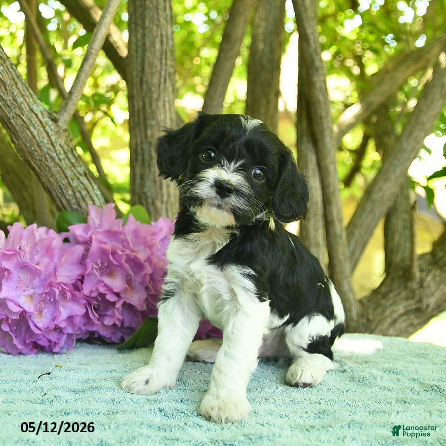 Cavapoo dogs Mac  - Ad 2