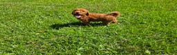 Goldendoodle dogs for sale:  Louie - Ad 3
