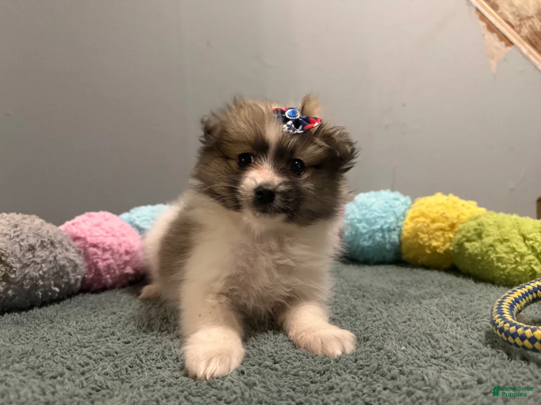 Pomeranian dogs for sale: Amelia  - Ad 1