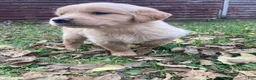 Golden Retriever dogs for sale: Aria - Ad 3