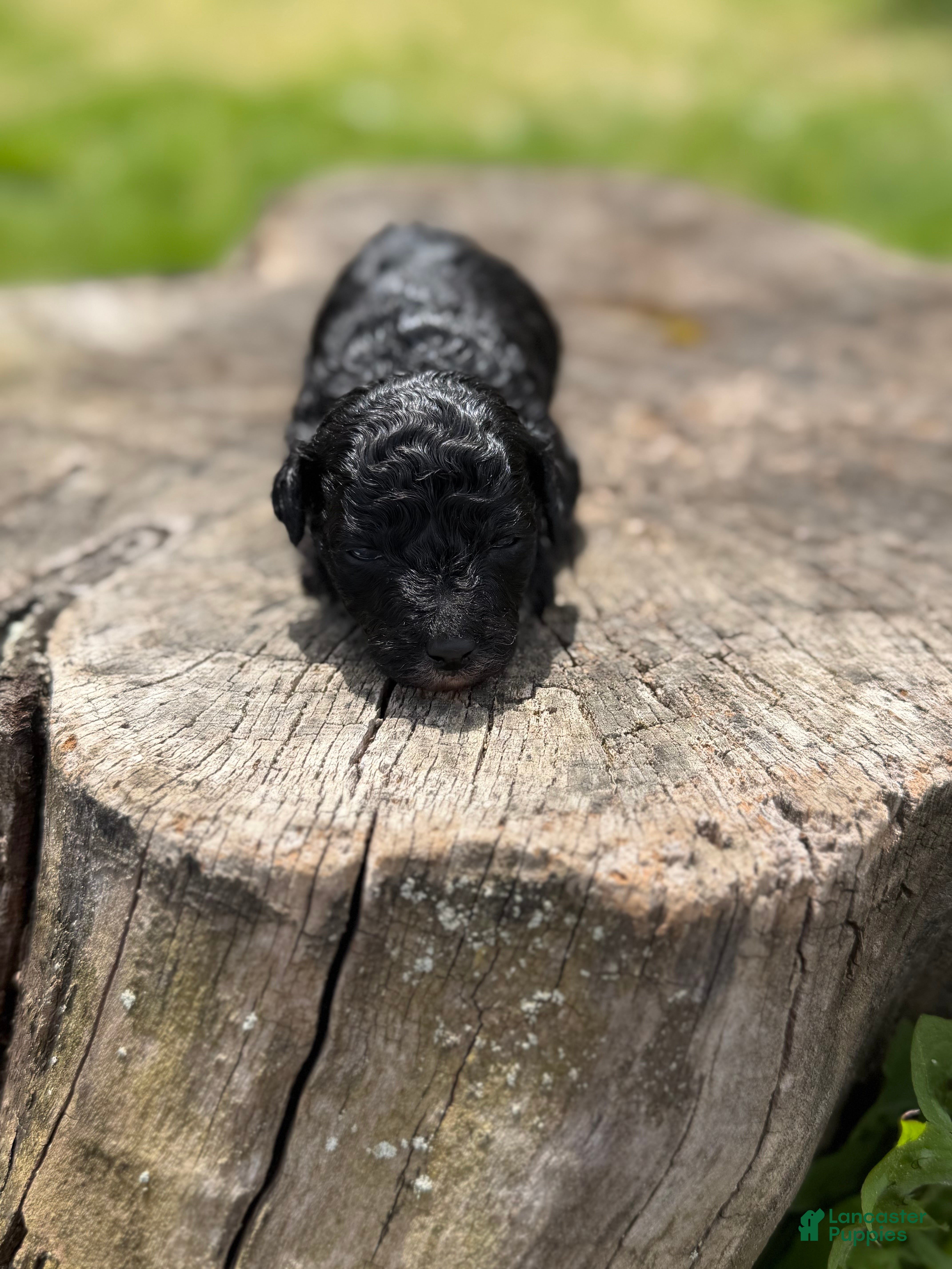 Toy Poodle dogs Tux - Ad 2