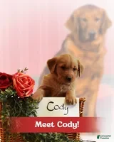 Golden Retriever dogs for sale: Cody - Ad 2