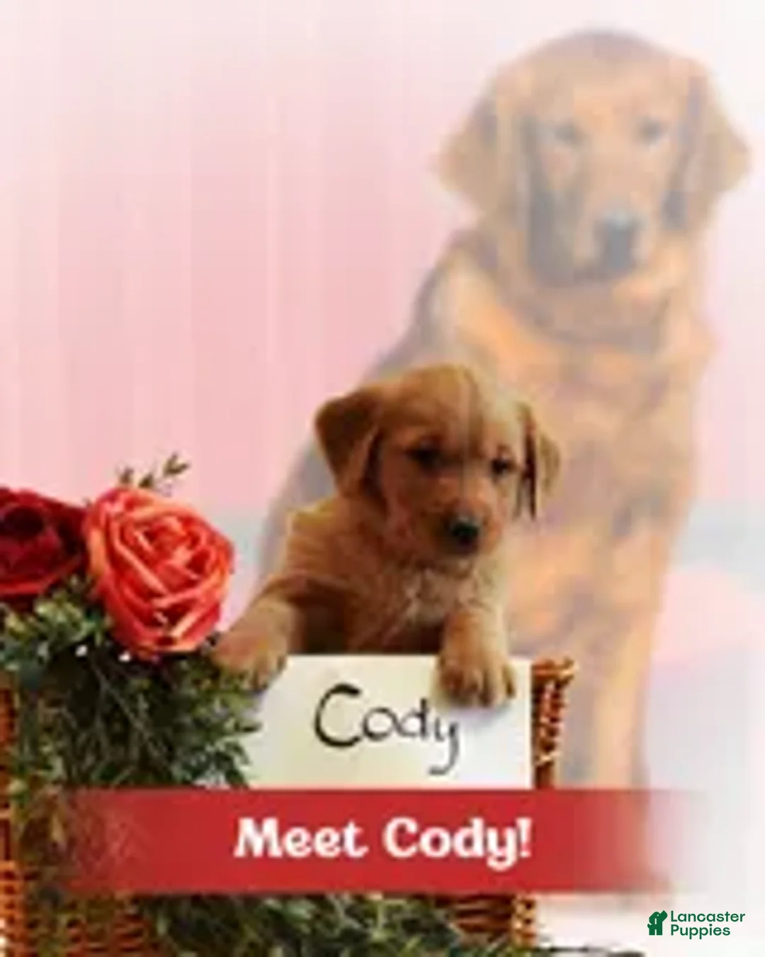 Golden Retriever dogs for sale: Cody - Ad 1
