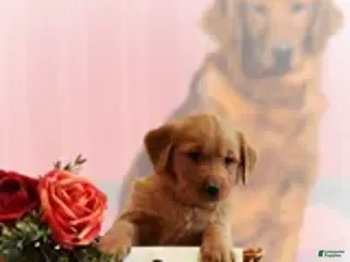 Golden Retriever dogs for sale: Cody - Ad 2