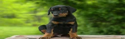 Doberman Pinscher dogs for sale:  Diesel (Black Rust)🐶🤎✨ - Ad 8