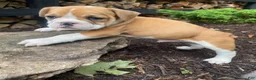 Mixed Breed dogs for sale: Hank - Ad 7