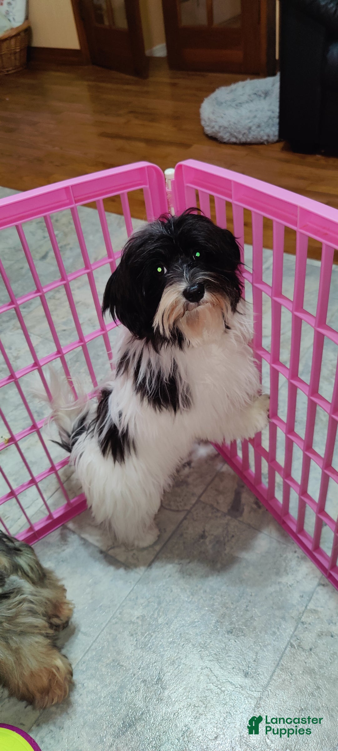 Havanese dogs for sale: Chance  - Ad 1