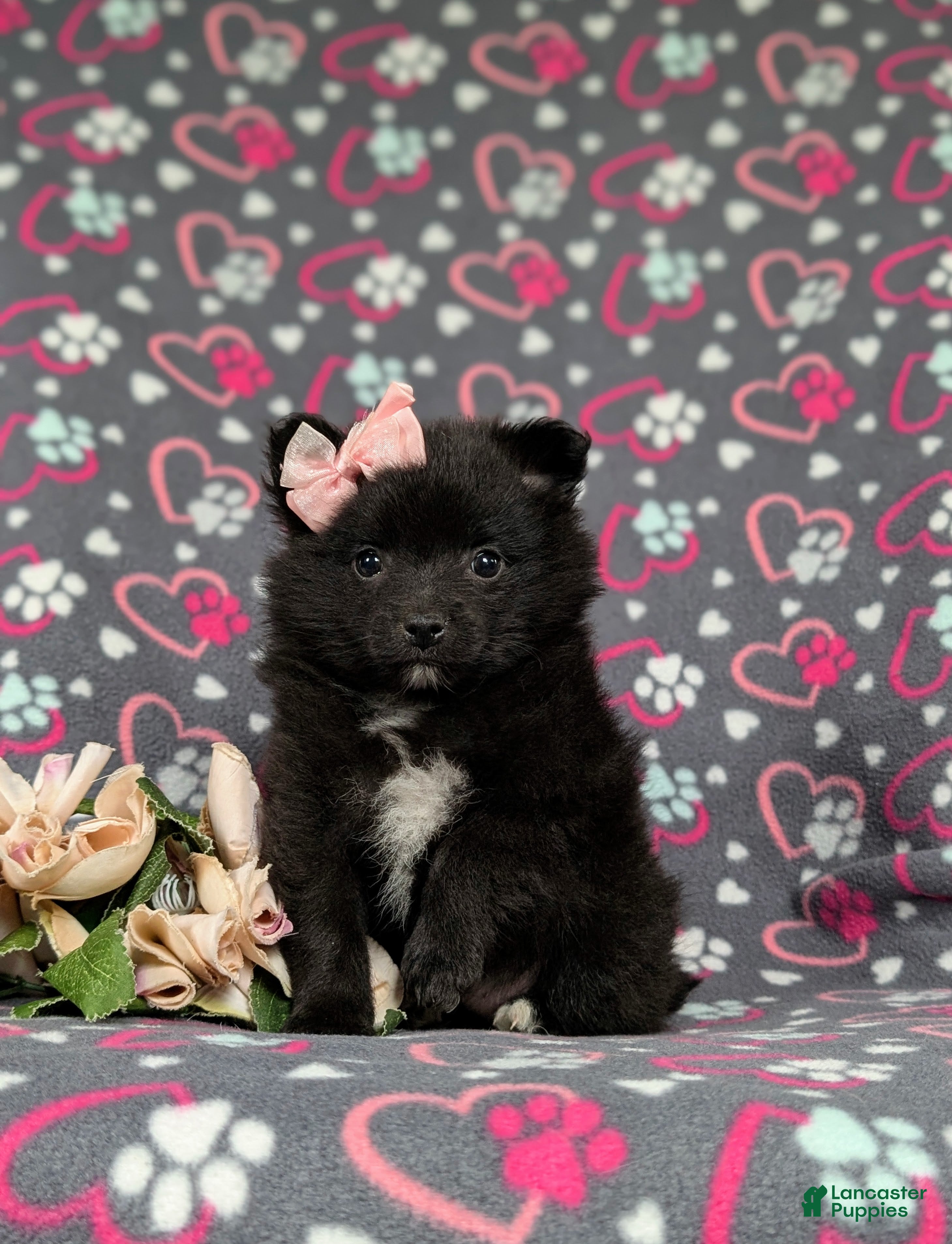 Pomeranian dogs for sale: Millie 9 lbs Full Grown - Ad 3