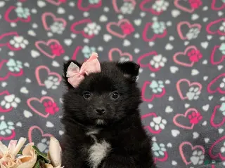 Pomeranian dogs for sale: Millie 9 lbs Full Grown - Ad 3