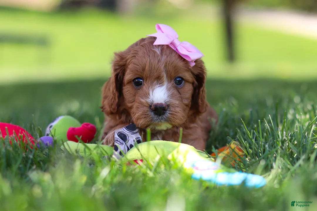 Cavapoo dogs for sale: Macy - Ad 2